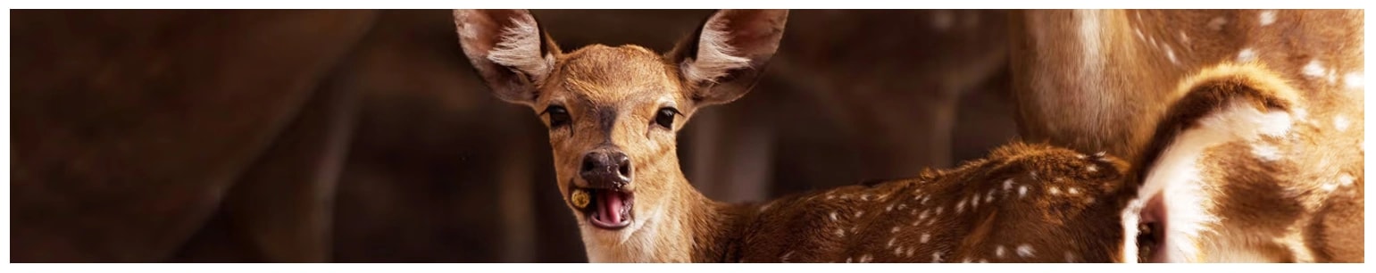 Wildlife Art